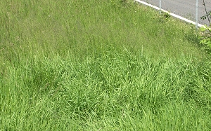 I Crop Circle del 2010
